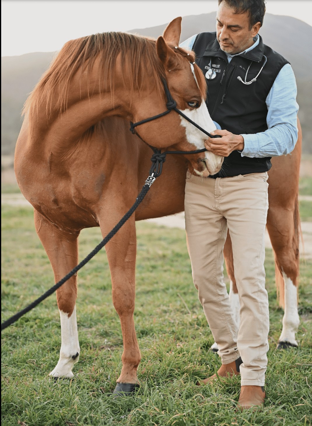 Caballo 2
